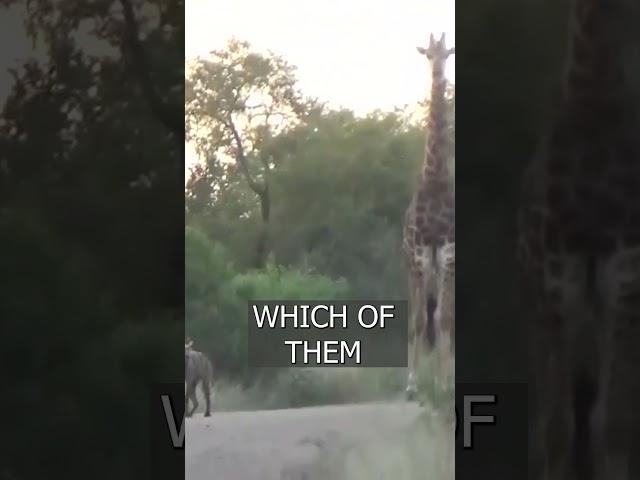 The hyena took a giraffe for company in Africa