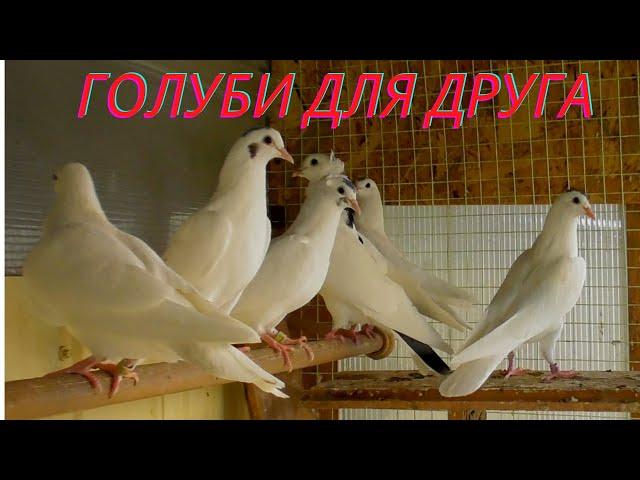 Голуби для Друга! #Бакинские #Голуби #Астрахань