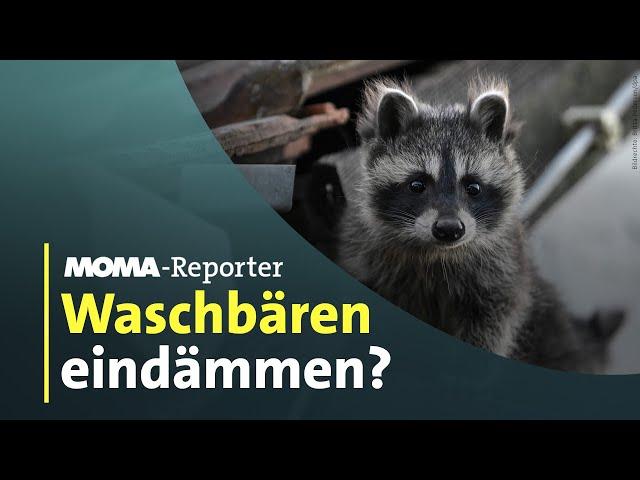 Waschbären-Alarm | ARD-Morgenmagazin