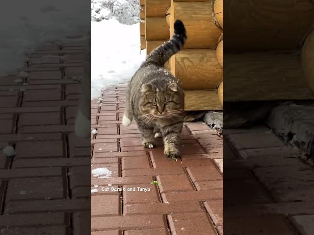 Котик дивный.. #barsik #cat #catlover #cutecats #catvideos