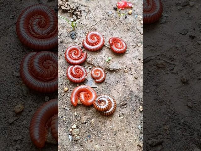 LOOK! How cute red millipede are  #IOOI #insects #millipede #beetle #ladybug