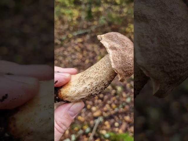 Picking awesome Wild Mushrooms of the Forest!