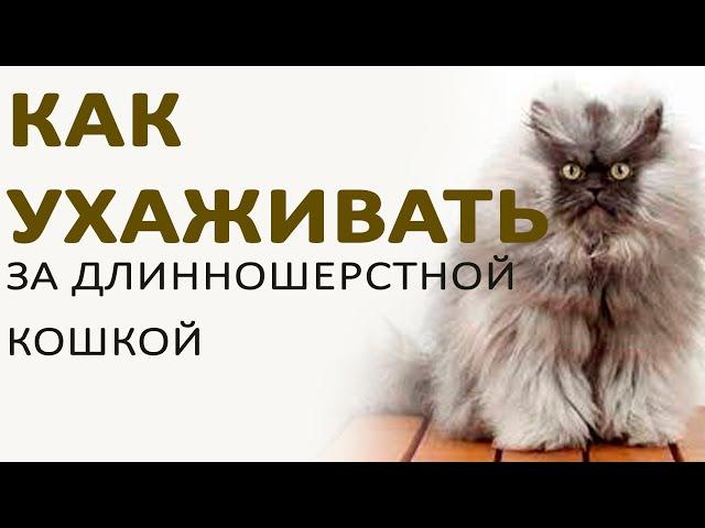 Как вычесывать длинношерстную кошку?