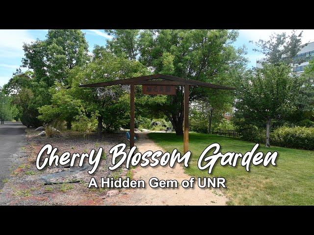 The Cherry Blossom Garden at UNR