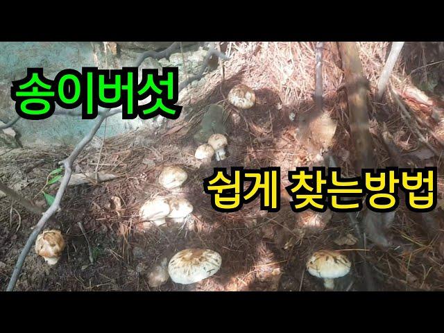 How to easily find the habitat of pine mushrooms in 2024