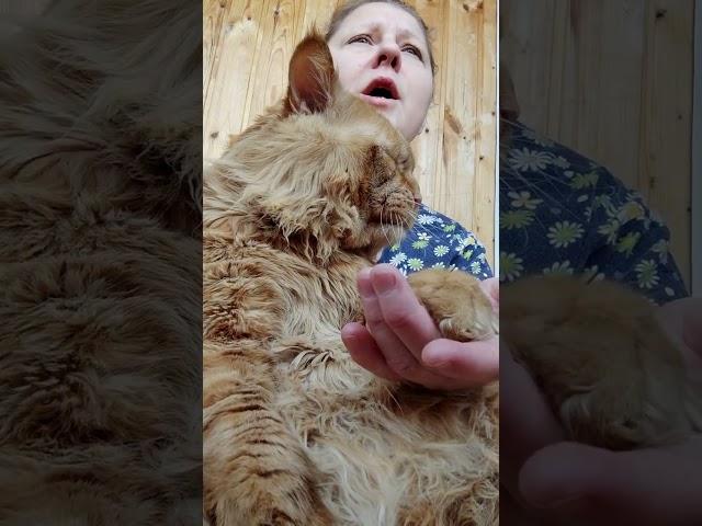 Мейн кун. Кот Джокер. Поем для души!