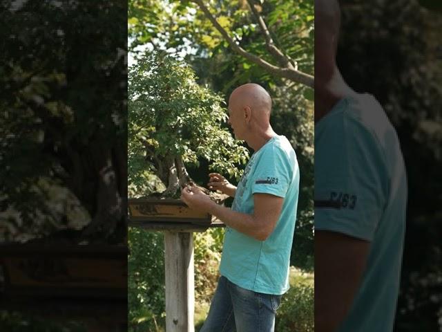 Бонсай из боярышника однопестичного