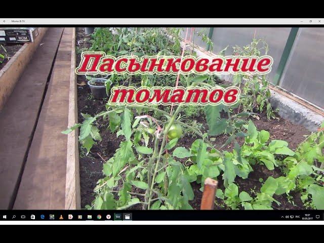 КАК ПРАВИЛЬНО ПАСЫНКОВАТЬ ТОМАТЫ!!!