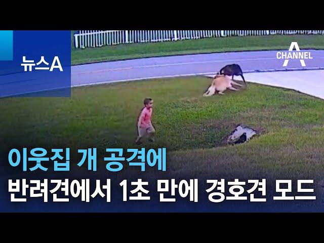 이웃집 개 공격에…반려견에서 1초 만에 경호견 모드 | 뉴스A