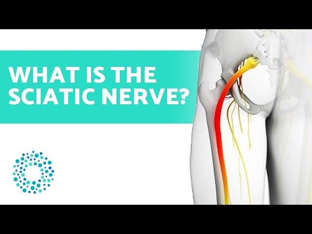 What is the SCIATIC NERVE? Sciatica or PAIN towards the LEG 