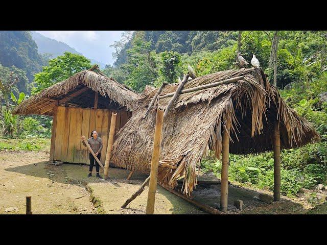 Harvest early season lychees to sell - Dismantle the old house | Ly Thi Tam