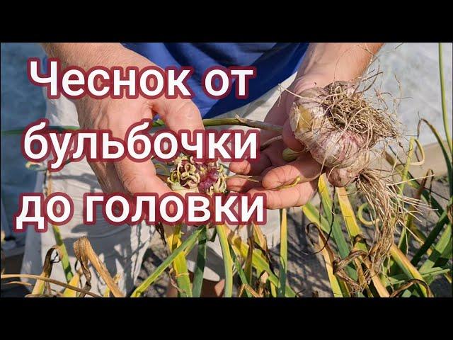 Чеснок от бульбочки до головки