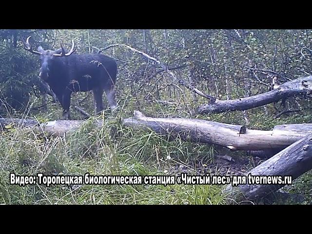 Заповедник в Тверской области