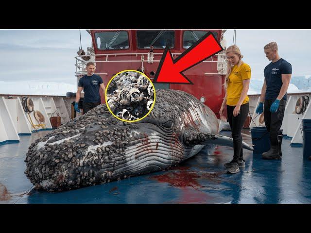 Rescue team saves humpback whale from millions of injurious barnacles.