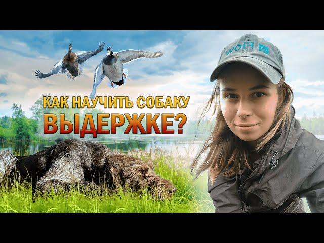 Как научить охотничью собаку выдержке / How to teach a hunting dog endurance