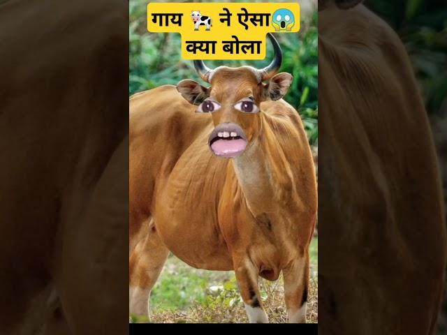 pani lao re COW cow videos #cow