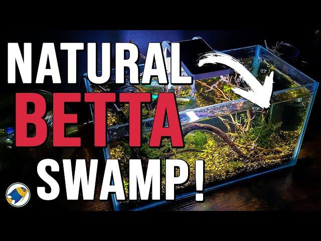 Betta Fish Natural Swamp Aquarium | Betta Fish Natural Habitat Tank - MR BRIGHTFRYED