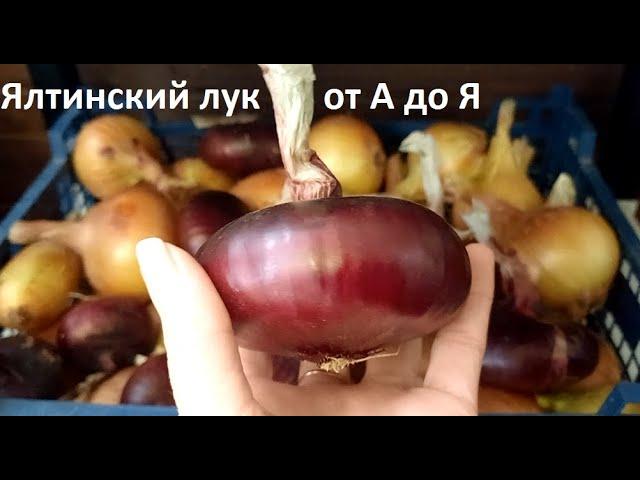 Ялтинский лук  от А до Я в природном земледелии.