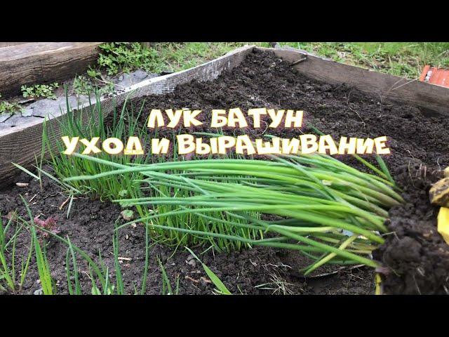 Многолетний Лук - батун уход и выращивание.