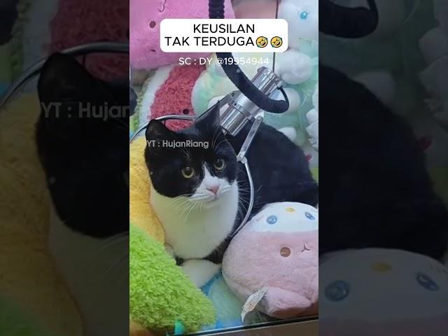 Bermain Mesin Capit EHH ada kucing di dalamnya #mesincapitboneka #capitboneka #shorts #viral