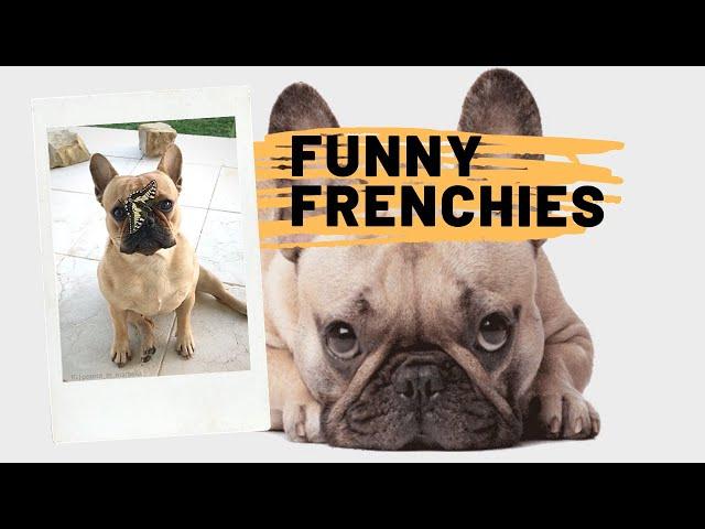 Funny French Bulldog Compilation 2022 | Cute Frenchies | Adorable Puppies and Dogs