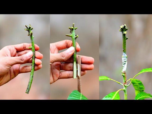 Mango Grafting Technique | By side grafting method | how to graft mango tree