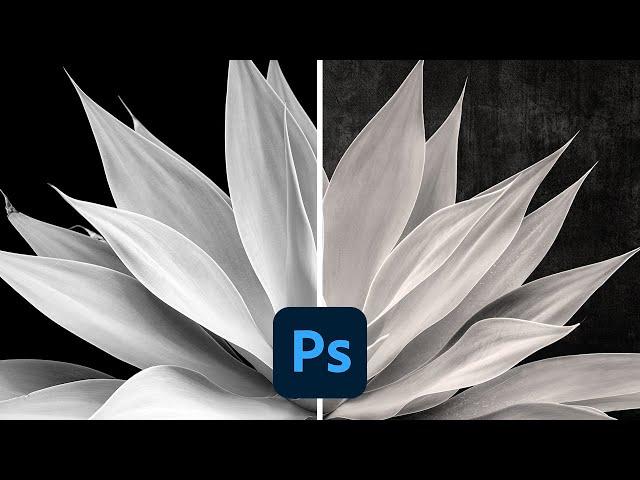 The Power of Warp, Free Transform Tool I Can’t Live Without