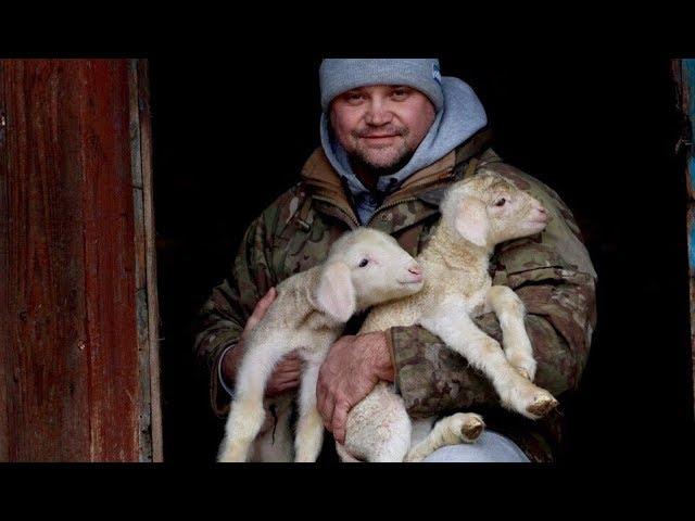 Окот овец. Ягнята мериноландшаф и гибриды. Сравнение.Уход за ягнятами