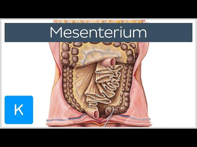 Mesenterium (Vorschau) - Anatomie des Menschen | Kenhub