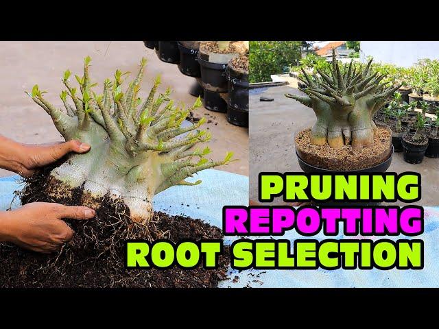 Adenium Arabicum  REPOTTING, PRUNING,  ROOTS SELECTION & REPLACEMENT OF PLANTING MEDIA Desert Rose