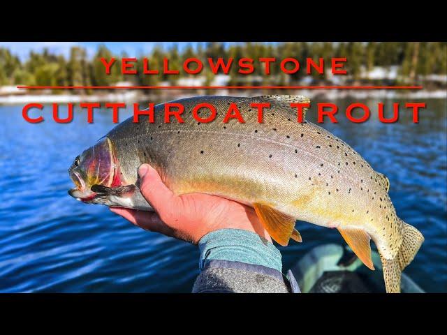 Cutthroat Master Slam: 22” Yellowstone Cutthroat Trout!