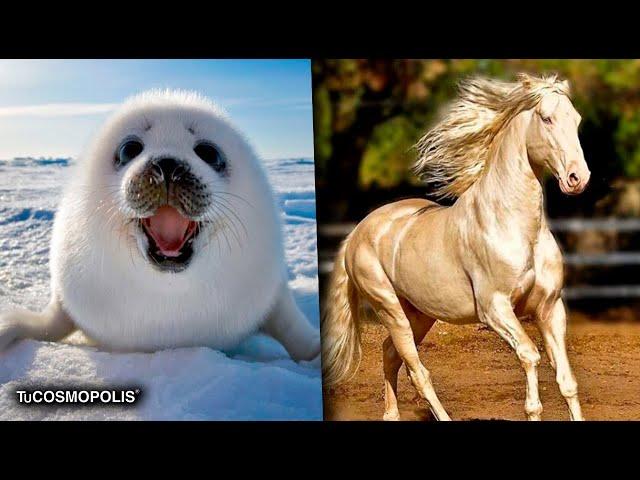 Los ANIMALES más HERMOSOS del MUNDO