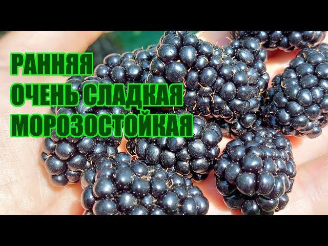 Ежевика Бжезина - ранний сорт со сладкой ягодой