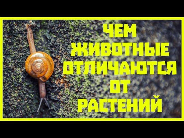 ЧЕМ ЖИВОТНЫЕ ОТЛИЧАЮТСЯ ОТ РАСТЕНИЙ?