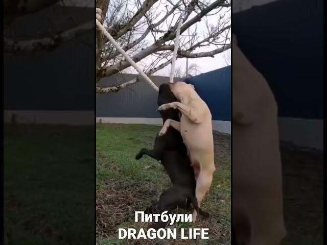 Питбули Dragon Life