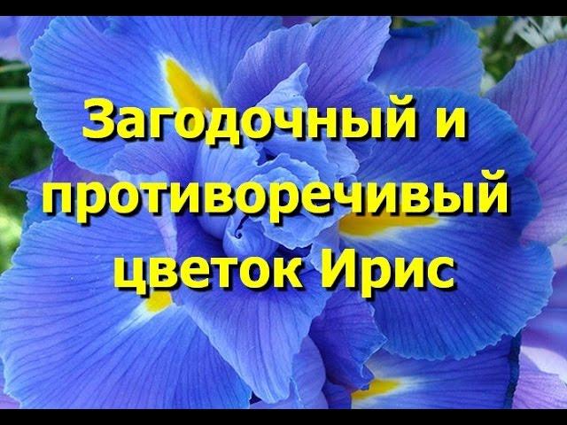 Загадочный и противоречивый цветок ирис. Красивые фото ирисов