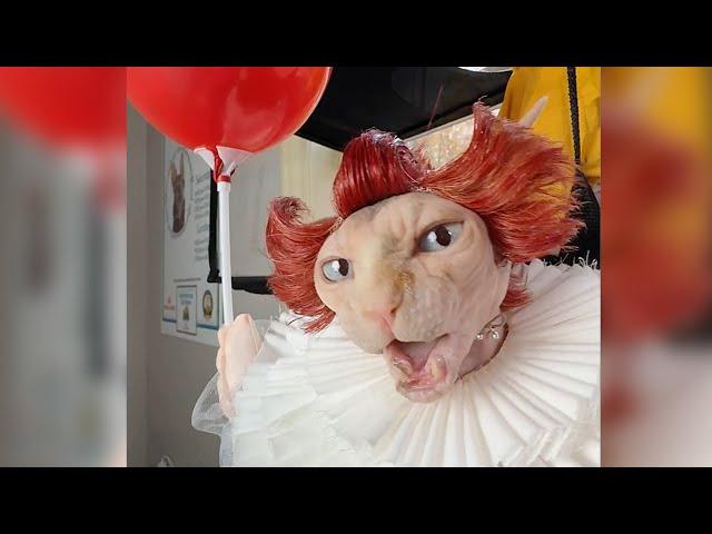 Best HALLOWEEN Pet Costumes | ULTIMATE Compilation