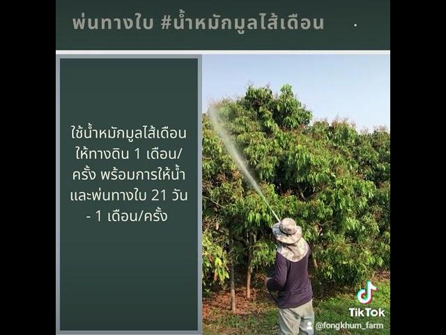 พ่นบำรุง #น้ำหมักมูลไส้เดือน เพื่อดูแลผลลำไยตั้งแต่มีผลขนาดเล็ก