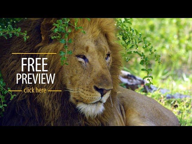 4K Nature Relax TV -  Streaming Services in 4K resolution - Trailer