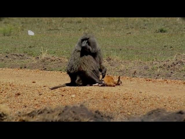 A Baboon Fiesting on A Baby Gazelle