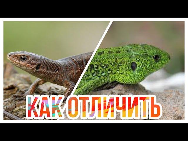 КАК ОТЛИЧИТЬ ПРЫТКУЮ ЯЩЕРИЦУ ОТ ЖИВОРОДЯЩЕЙ! EXO TOP