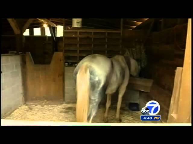 Horse forges rare friendship with blind mare