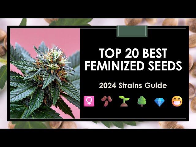 2024’s Best Feminized Seeds: Top 20 Strains