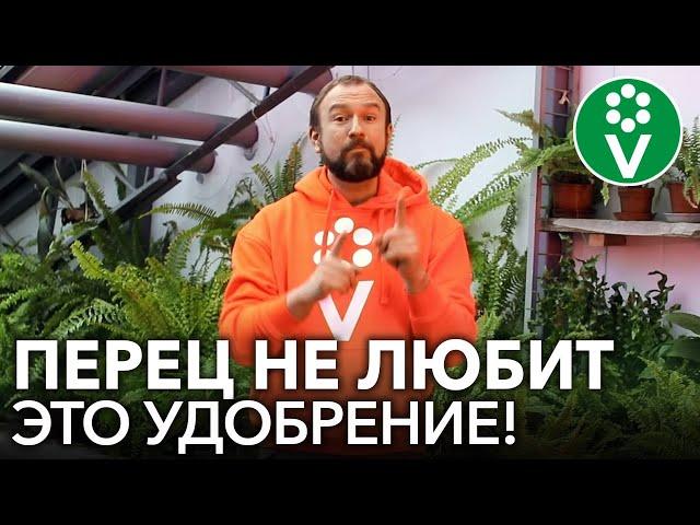 ХУДШЕЕ УДОБРЕНИЕ ДЛЯ ПЕРЦА! Не подкармливайте рассаду перца этим популярным фосфорным удобрением