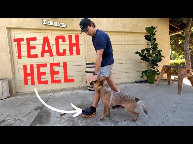 3 Steps to Teach Heel: For Beginners