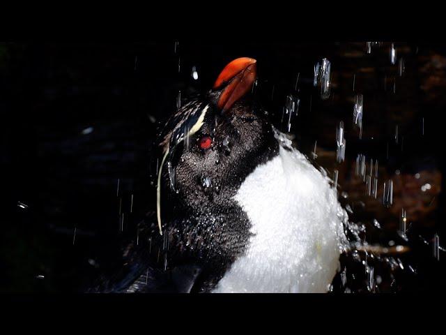 Rockhopper Penguin Shower