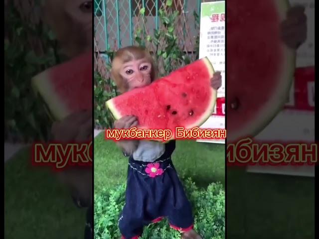 #бибизян #бибизяна #бибизяны