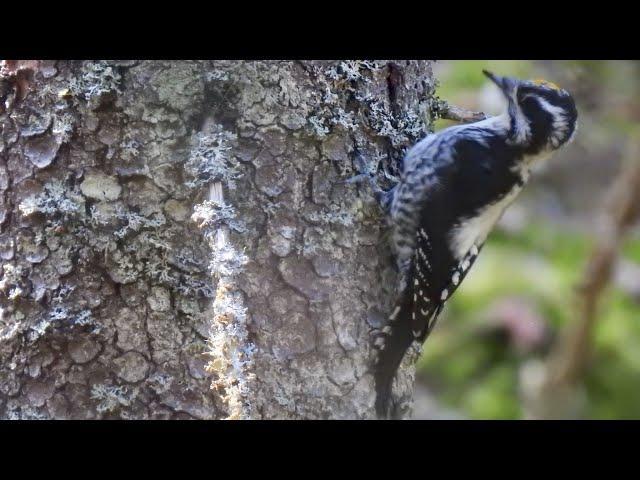 Tretåig hackspett. Eurasian Three-toed Woodpecker. Tretåspett. Dreizehenspecht. Pohjantikka