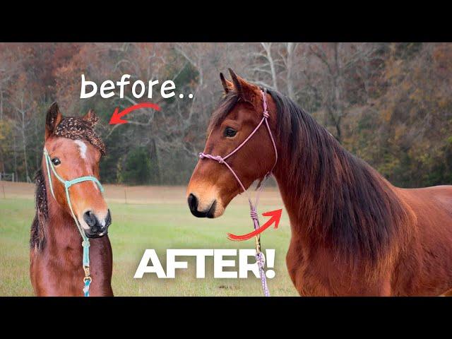 COCKLEBUR INFESTED HORSE TRANSFORMATION! - Before And After!