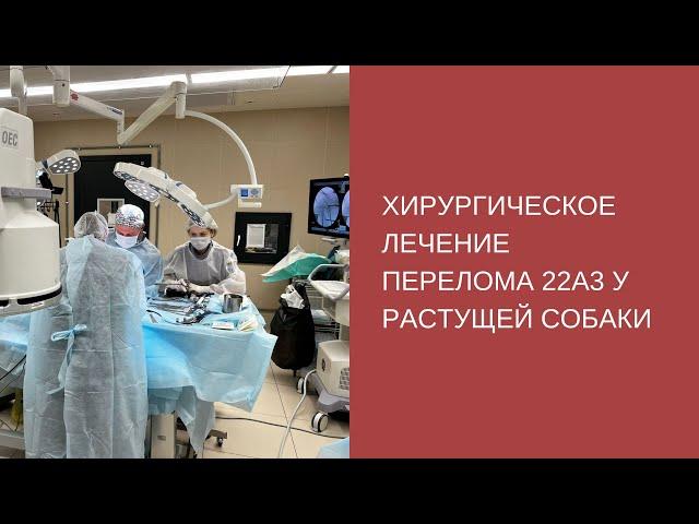 Хирургическое лечение перелома 22А3 у растущей собаки